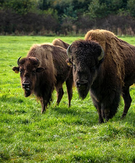 rhug-about-us-bison
