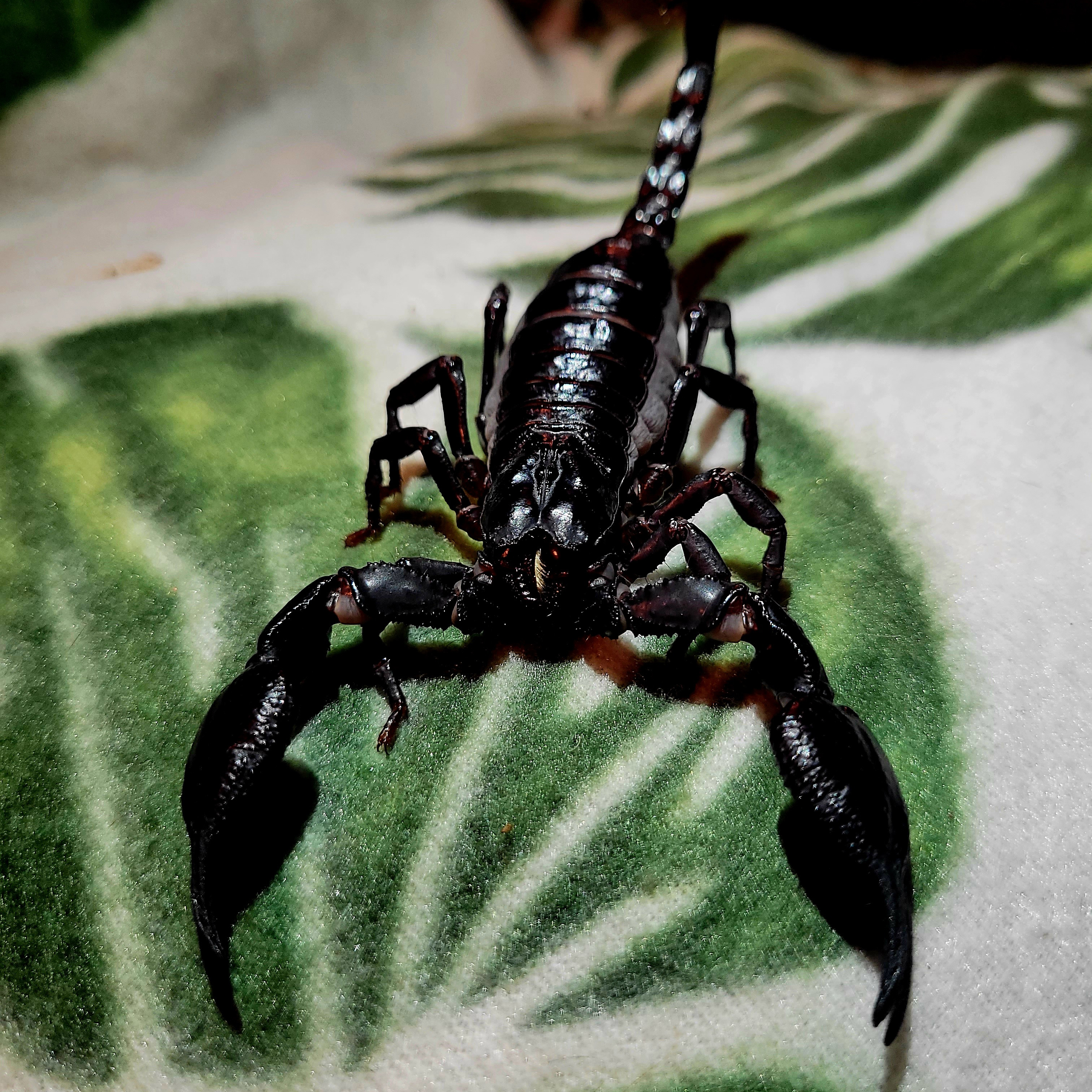 Animal Encounters - Scorpion