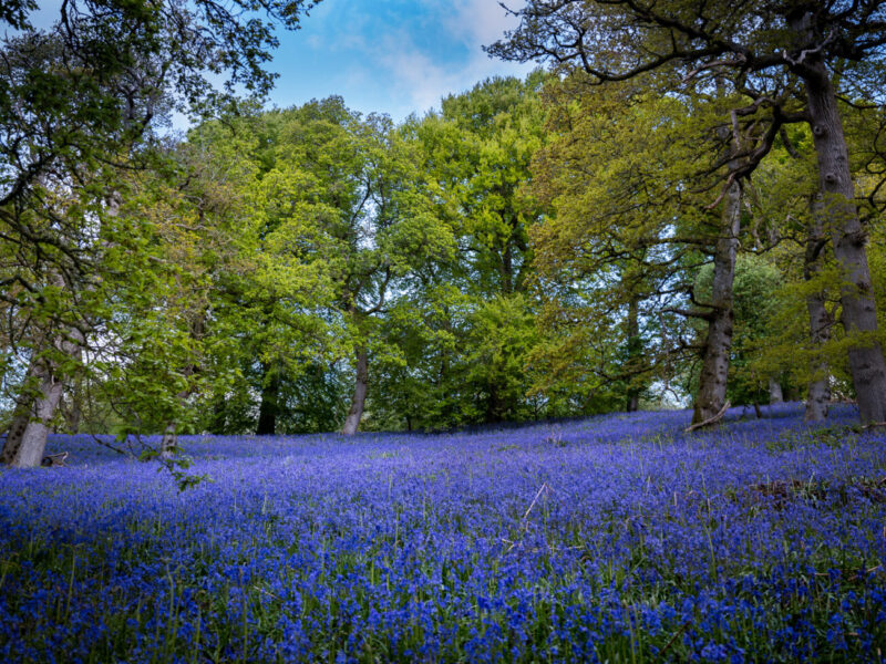 Rhug Estate Bluebell Experience