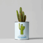Cactus Growing Kit
