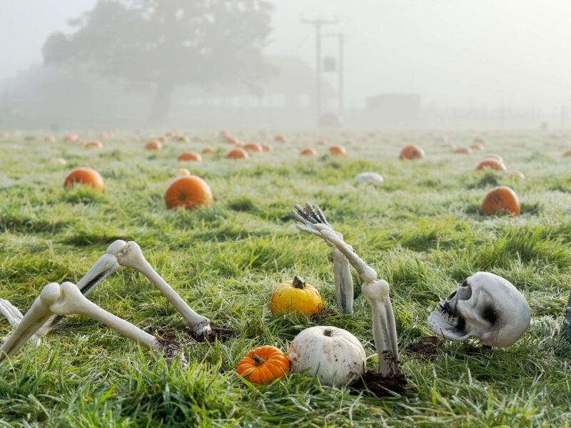 A skeleton emerging from the ground surrounded by pumpkins and mist