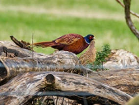 Pheasant in nature