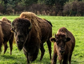 Bison in a field