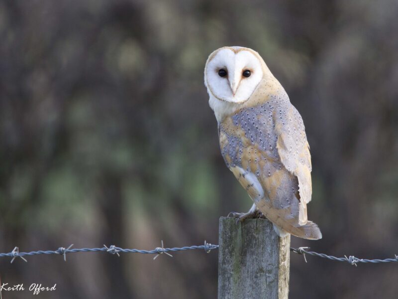 Bird Watching Walk with Keith Offord