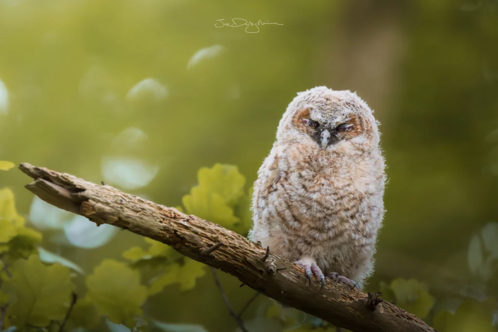 A Tawny Owlet Perched On A Branch During Daytime